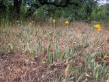 Inula oculus-christi
