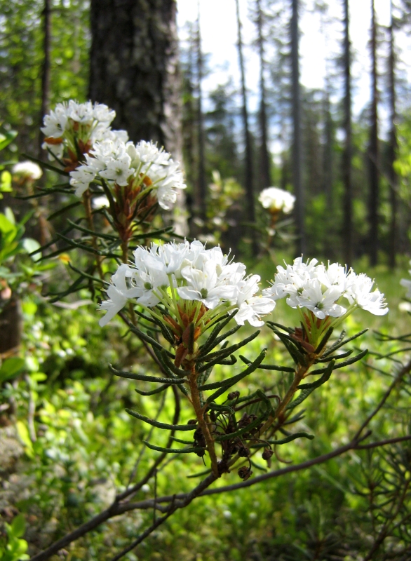 Image of Ledum palustre specimen.