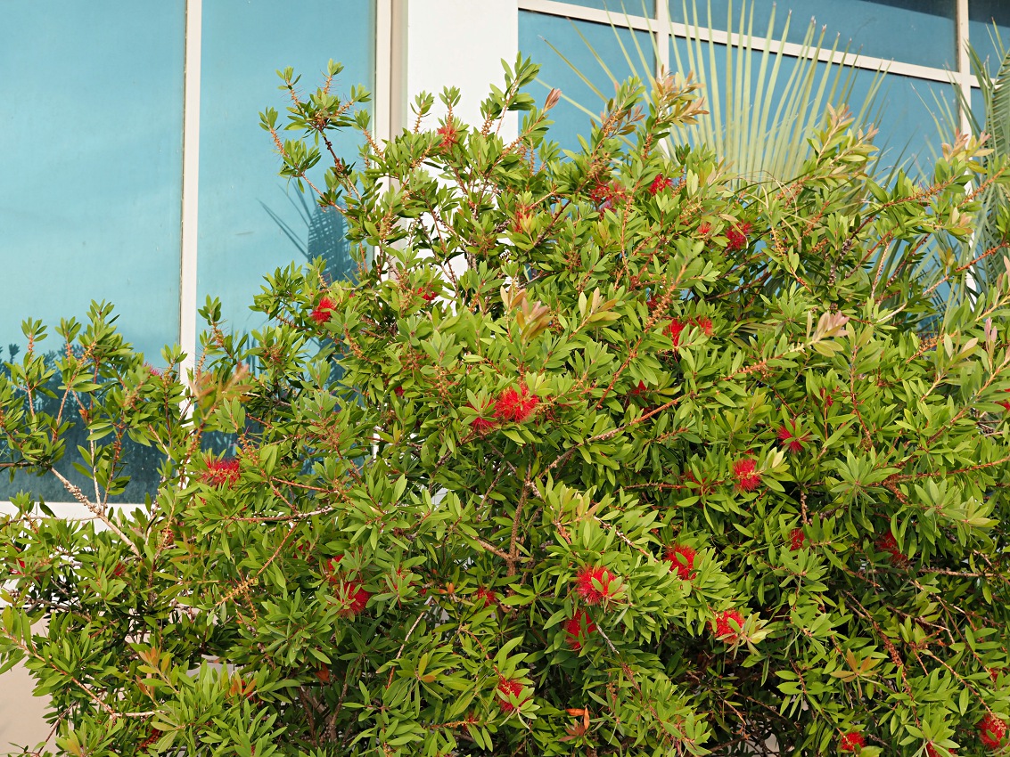 Image of Callistemon phoeniceus specimen.