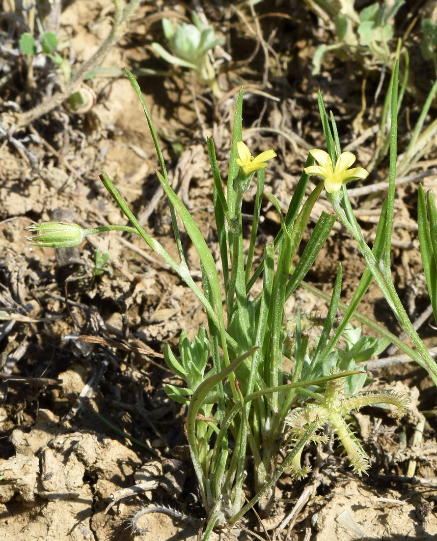 Изображение особи Koelpinia linearis.