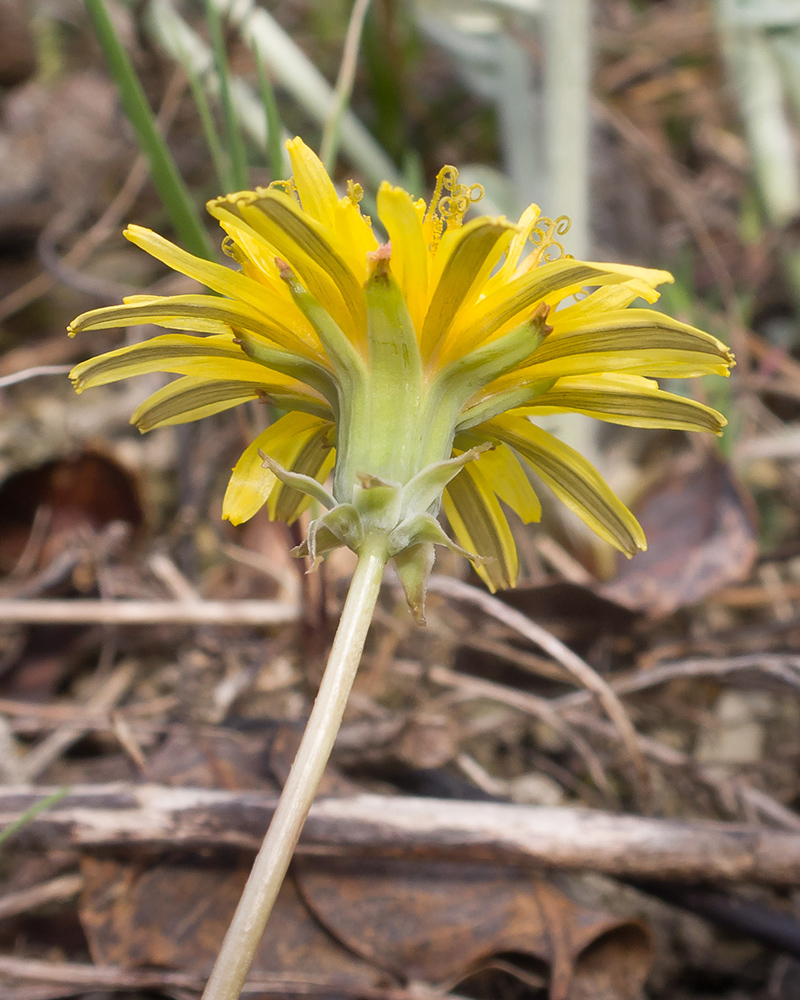 Изображение особи род Taraxacum.
