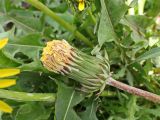 genus Taraxacum. Бутон. Хабаровский край, окр. г. Комсомольск-на-Амуре, обочина грунтовой дороги. 19.05.2025.