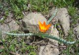 Tulipa ferganica. Цветущее растение. Кыргызстан, Ферганский хр., ущ. р. Сары-Бель (лев. приток р. Нарын), пологие каменистые участки с сообществами эфемеров. 07.04.2025.