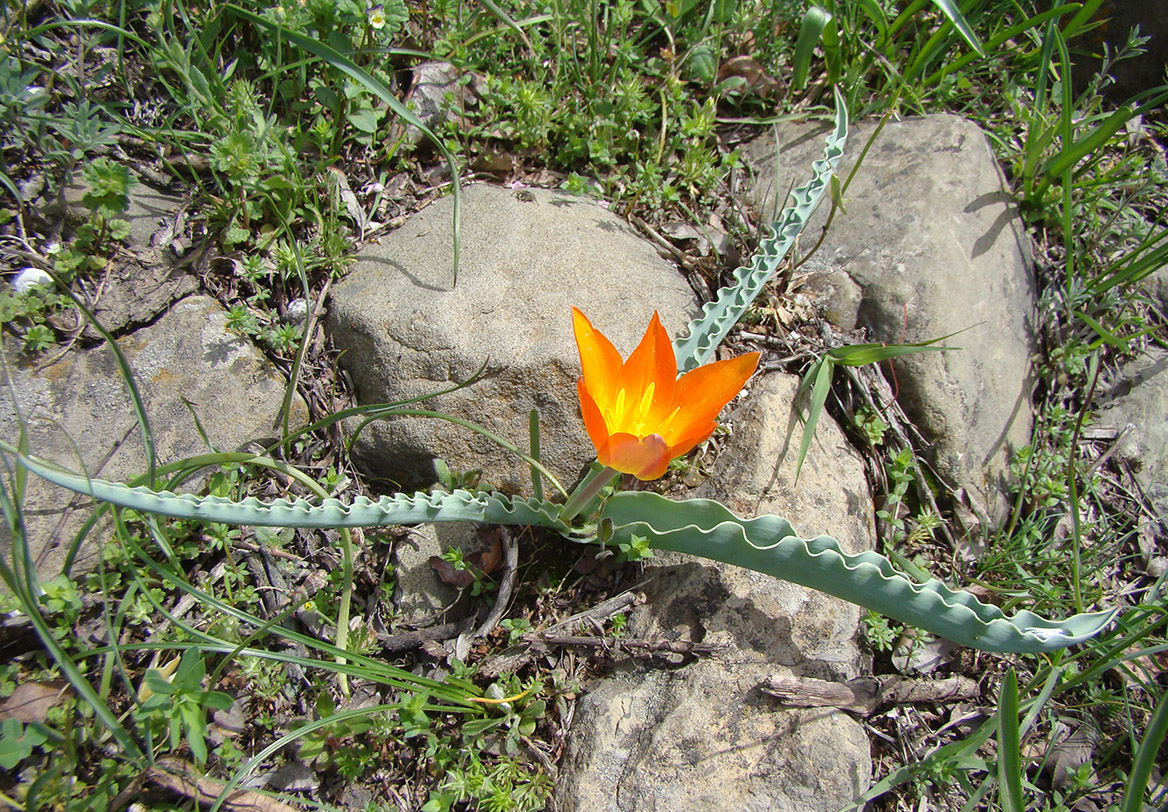 Изображение особи Tulipa ferganica.