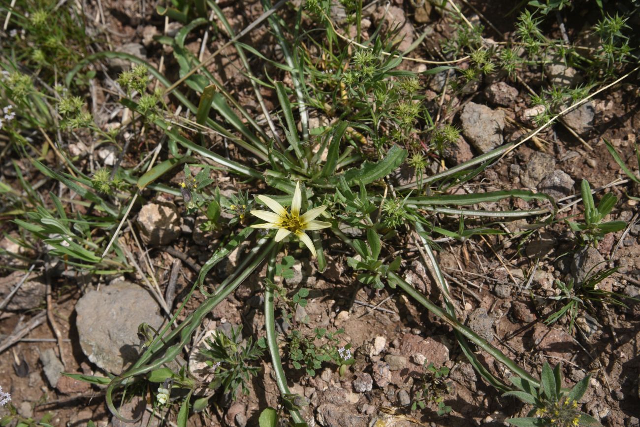 Image of genus Scorzonera specimen.