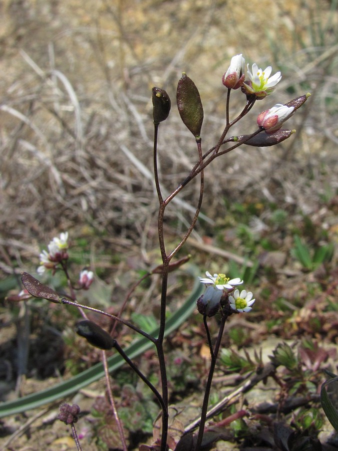 Изображение особи Erophila verna.