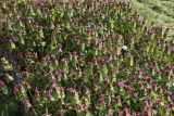 Lamium purpureum. Часть заросли цветущих растений. Беларусь, Витебская обл., пос. Езерище, частная усадьба, огород. 08.05.2025.