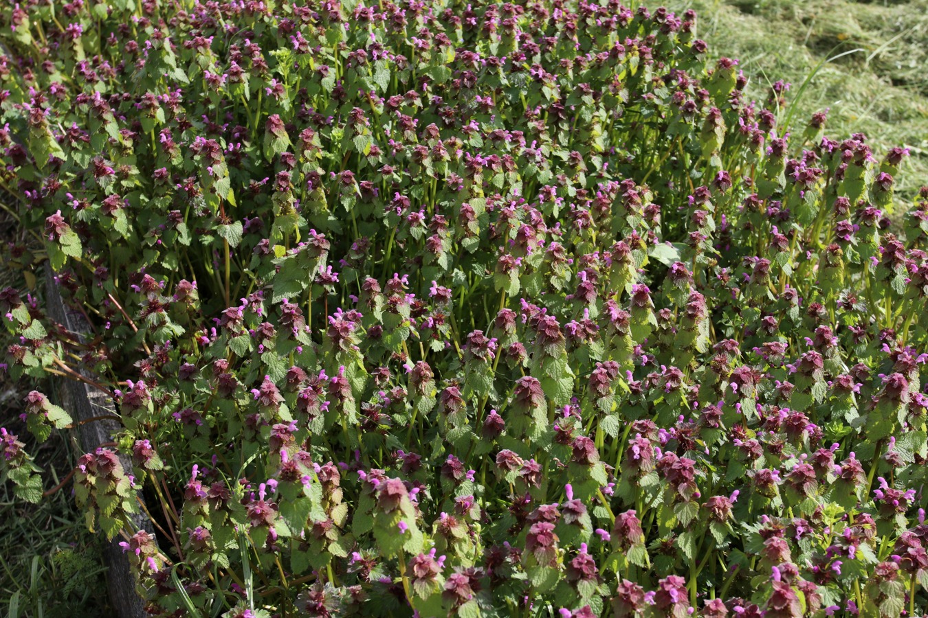 Image of Lamium purpureum specimen.