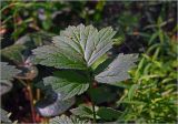 Geum rivale