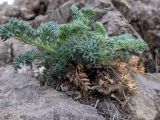 Seseli gummiferum