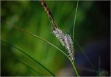 Carex acuta