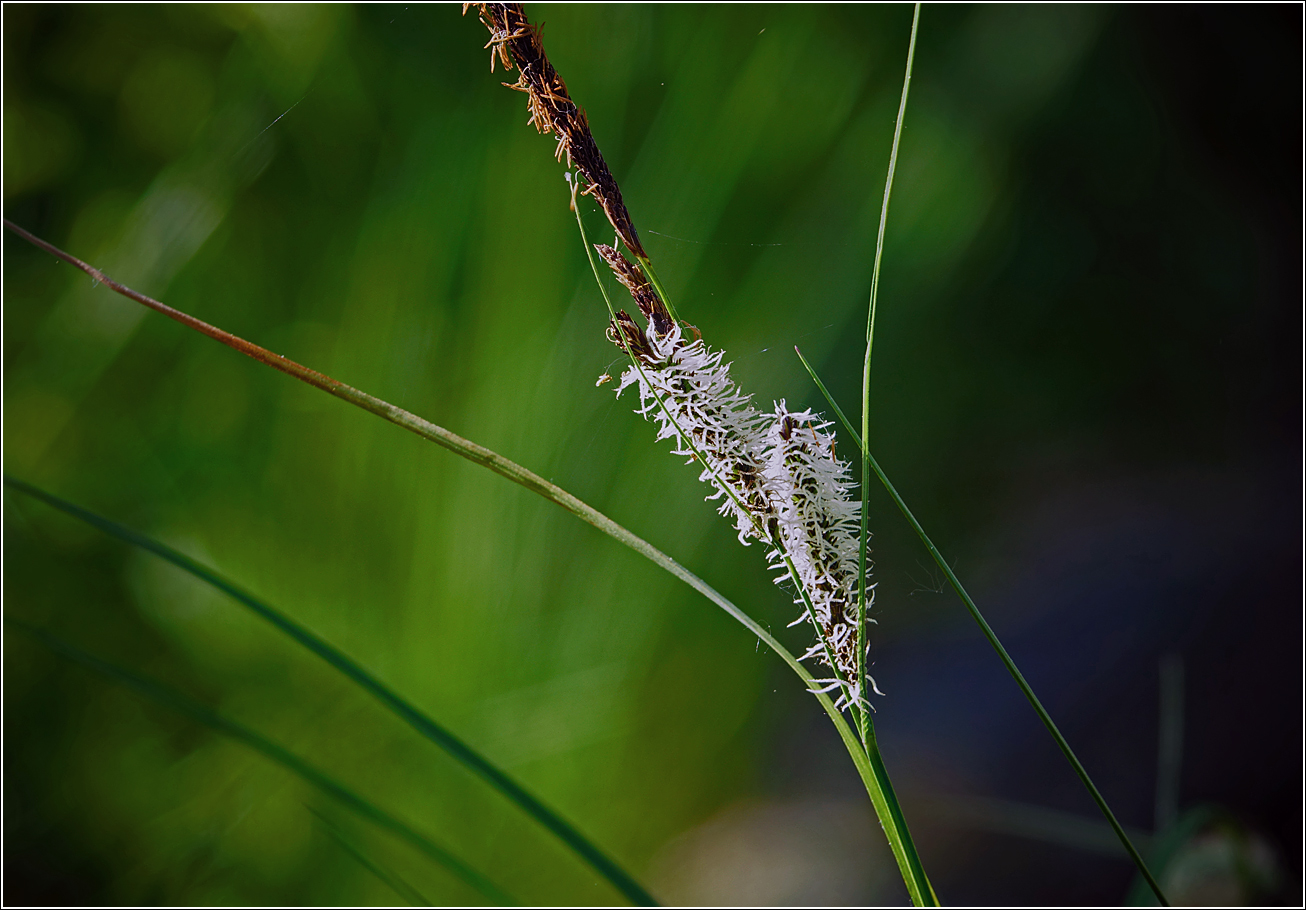 Изображение особи Carex acuta.