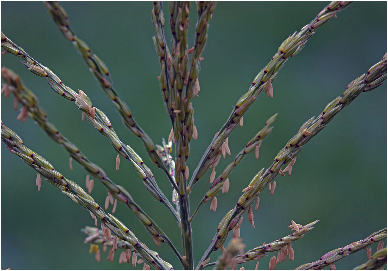 Image of Zea mays specimen.