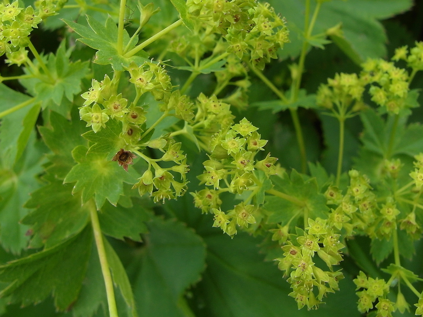 Изображение особи род Alchemilla.