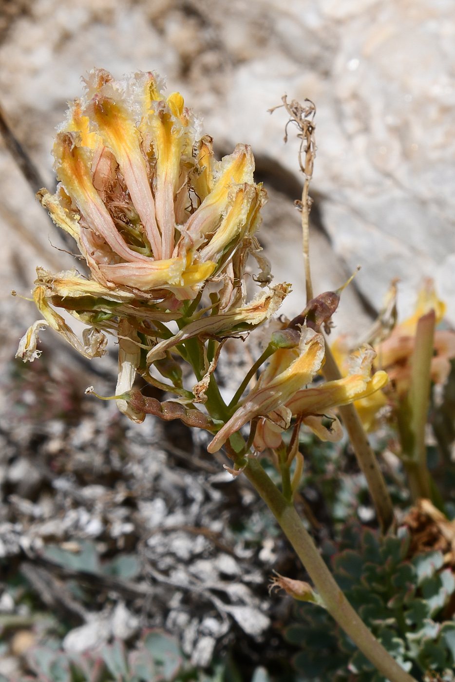 Image of Corydalis fimbrillifera specimen.