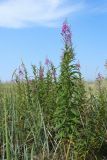 Chamaenerion angustifolium. Цветущие растения в сообществе с Leymus arenarius. Ленинградская обл., Кингисеппский р-н, окр. дер. Выбье, песчаная равнина за береговым валом, псаммофильное сообщество с доминированием злаков. 13.07.2025.