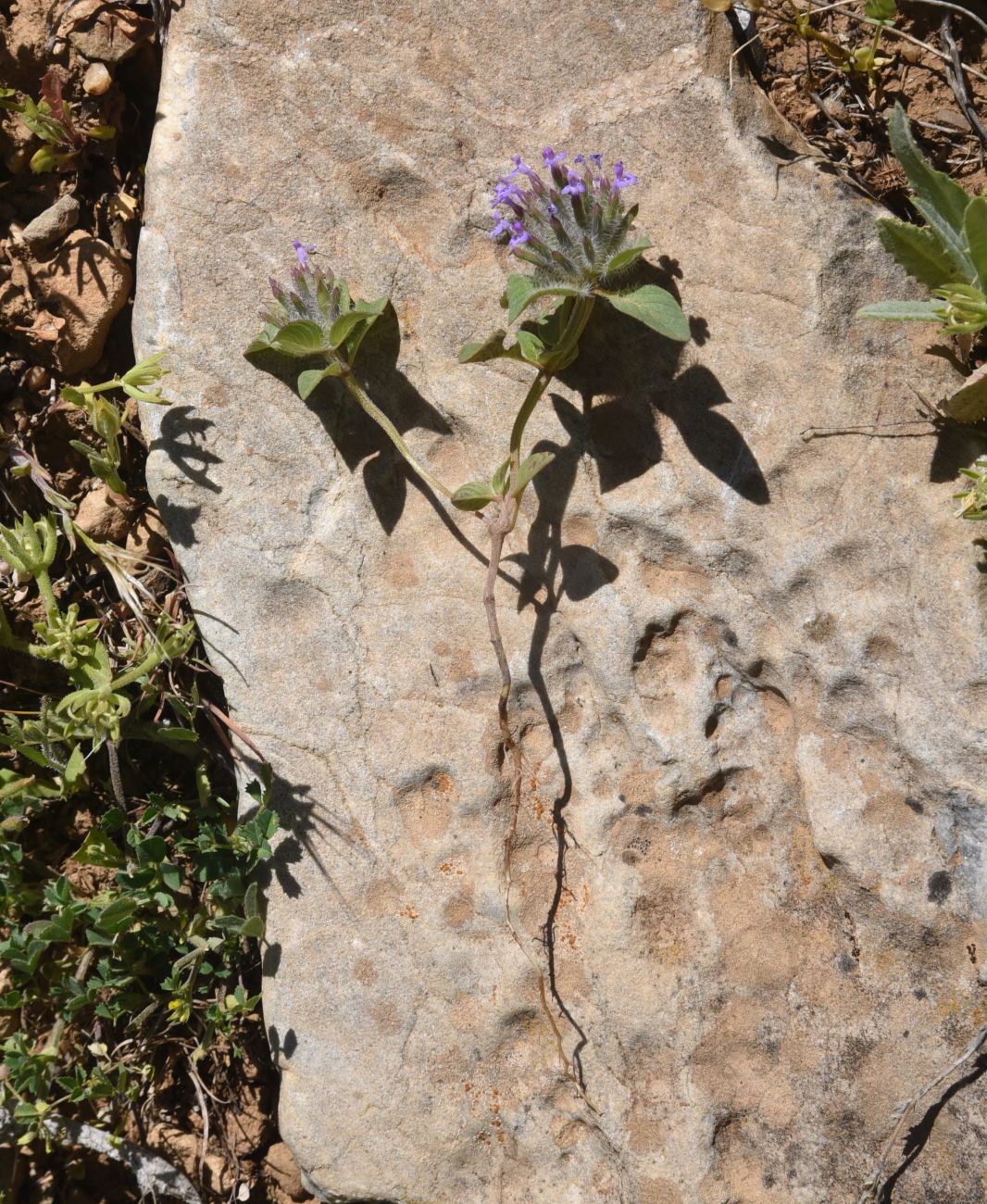 Image of Ziziphora capitata specimen.