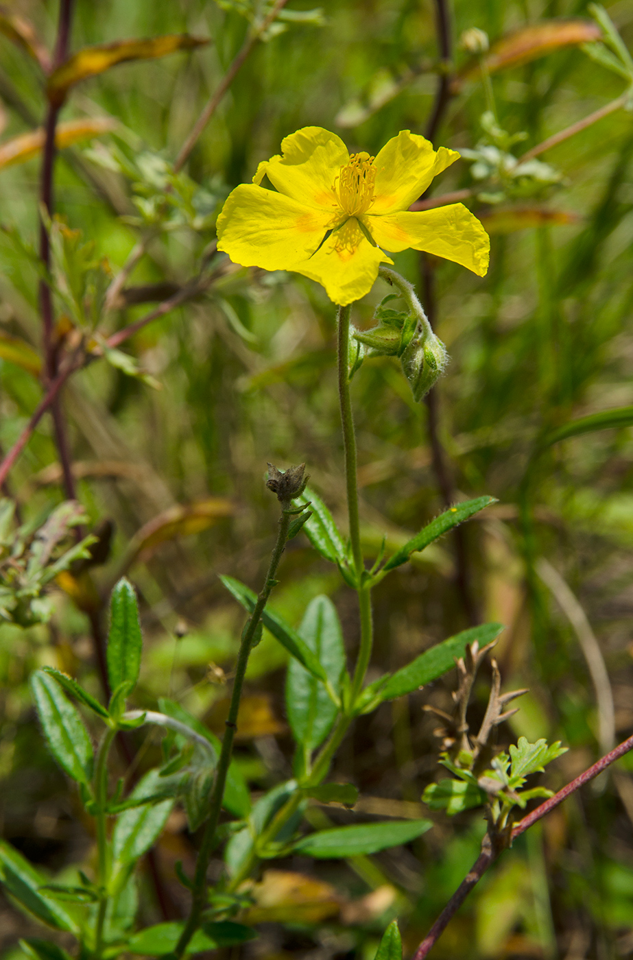 Image of Helianthemum nummularium specimen.