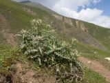 genus Cirsium. Цветущее растение. Кабардино-Балкария, Черекский р-н, ур. Хогез, ≈ 2800 м н.у.м., у ручья. 29.07.2025.