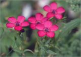 Linum grandiflorum
