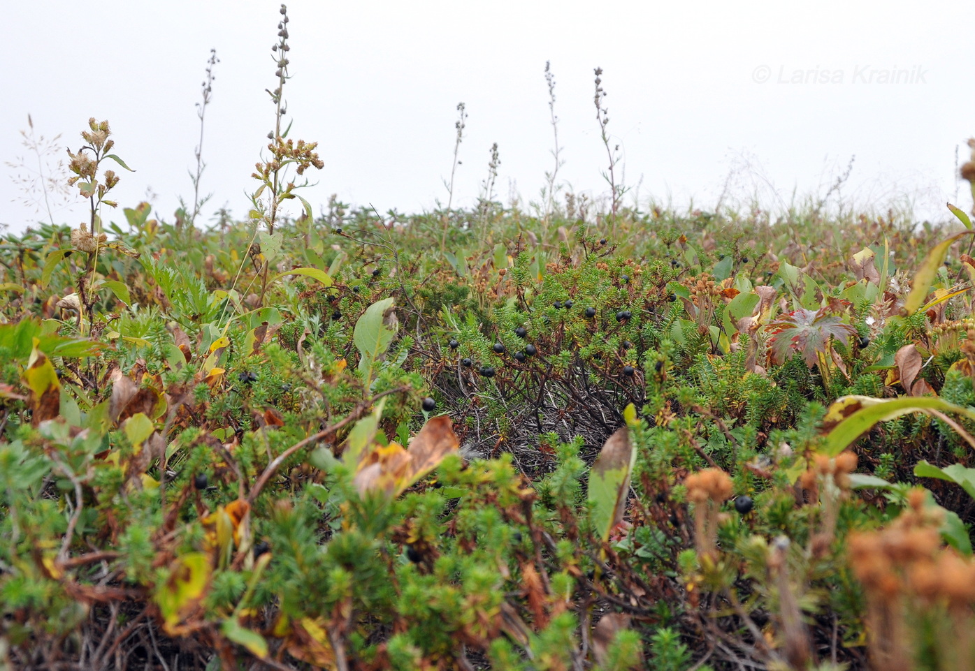Изображение особи Empetrum nigrum.