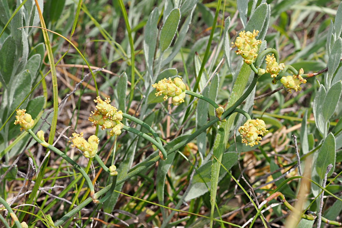 Изображение особи Ephedra distachya.