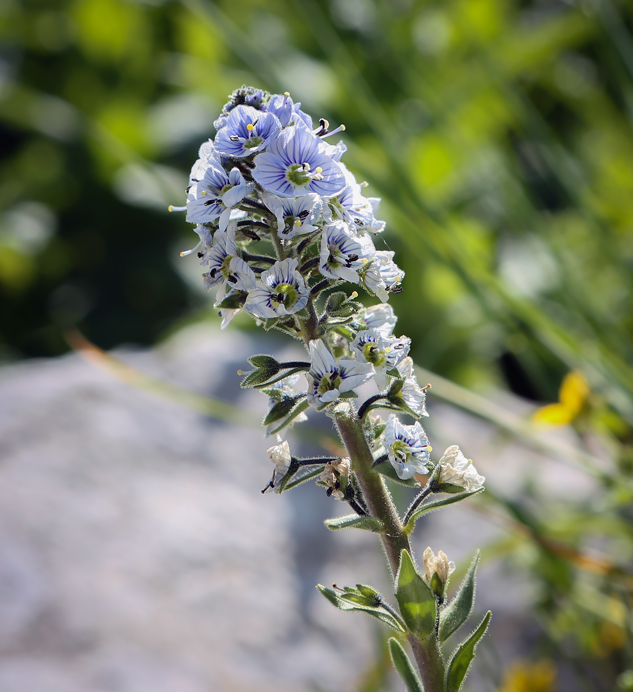 Изображение особи Veronica gentianoides.
