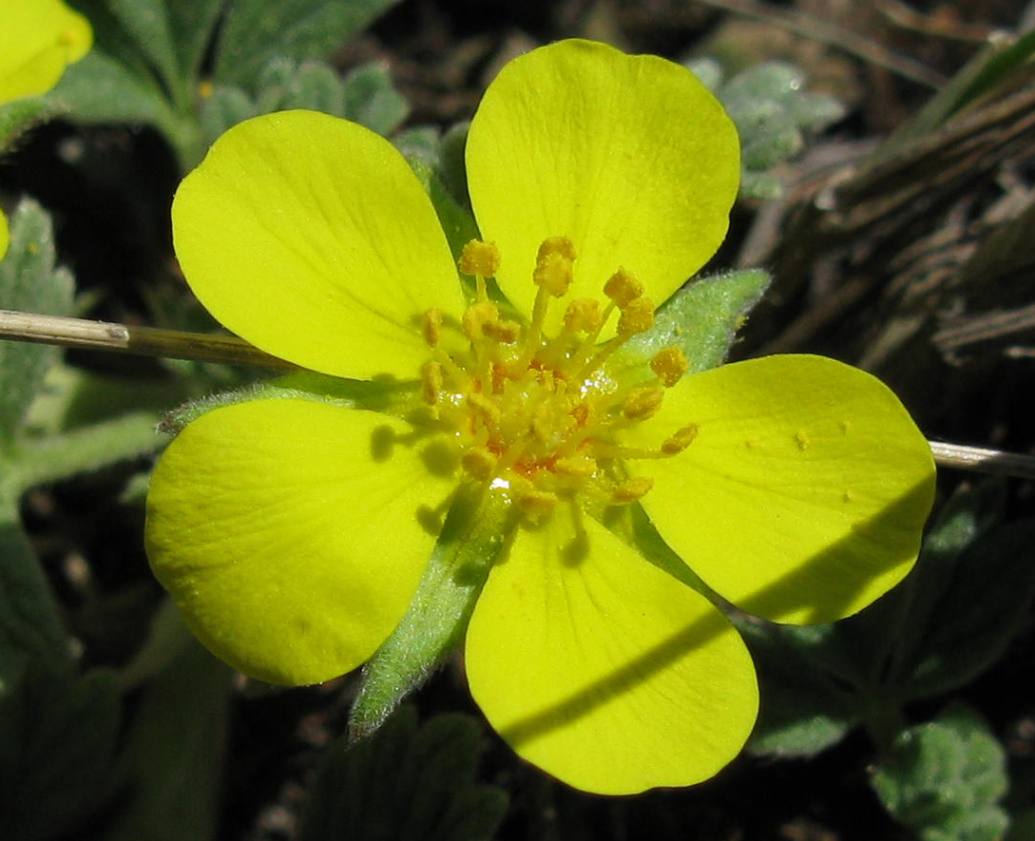 Image of Potentilla acaulis specimen.