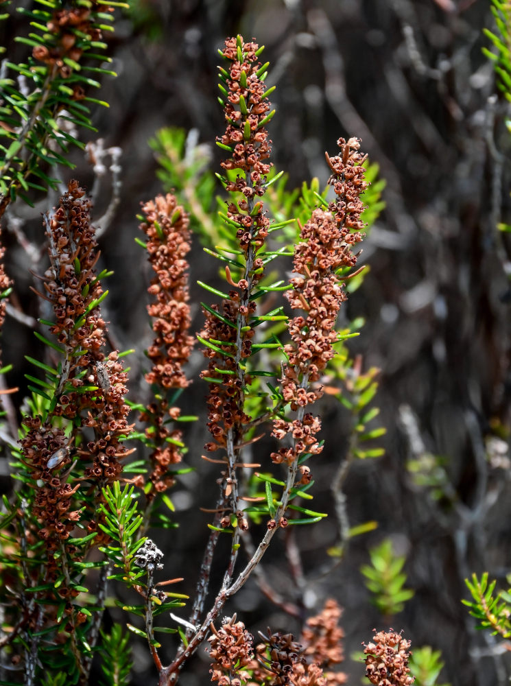Изображение особи Erica scoparia.