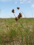 Carex subphysodes. Плодоносящее растение. Южный Казахстан, Жамбылская обл., Жамбылский р-н, 4 км к северу от с. Каракемер, Талас-Ассинское междуречье, пески. 23 апреля 2024 г.