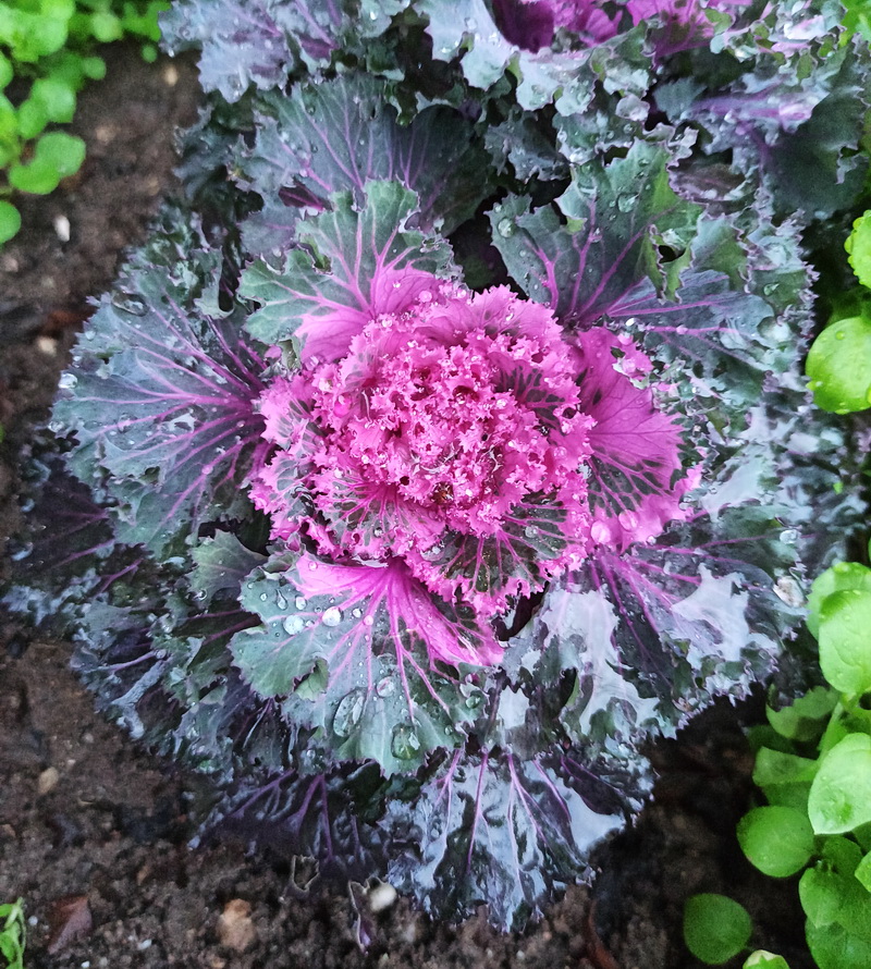Изображение особи Brassica oleracea var. viridis.