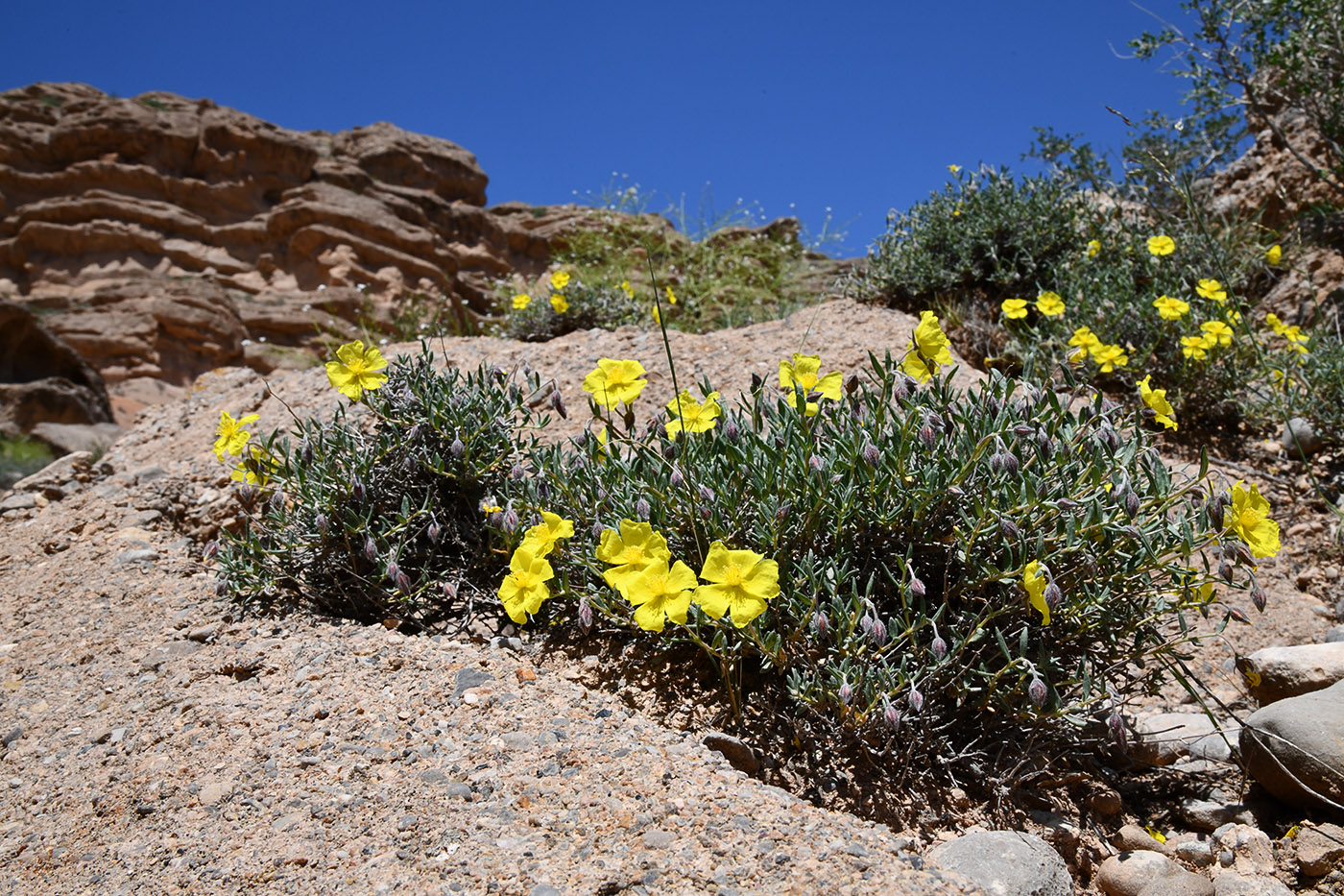 Image of Helianthemum songaricum specimen.