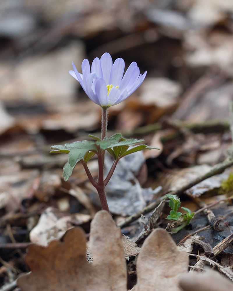Изображение особи Anemone banketovii.