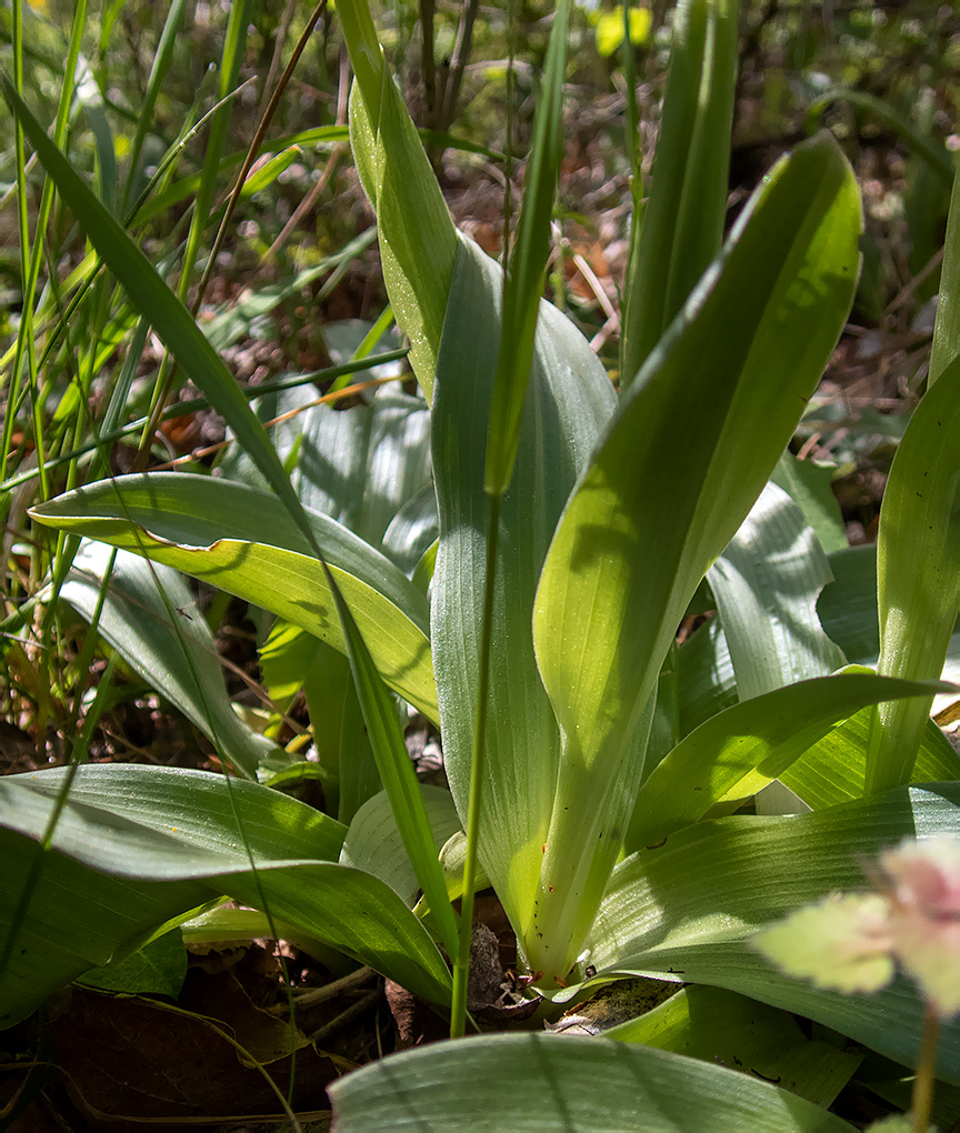 Image of Orchis simia specimen.