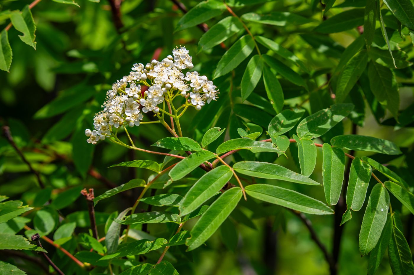 Изображение особи Sorbus amurensis.