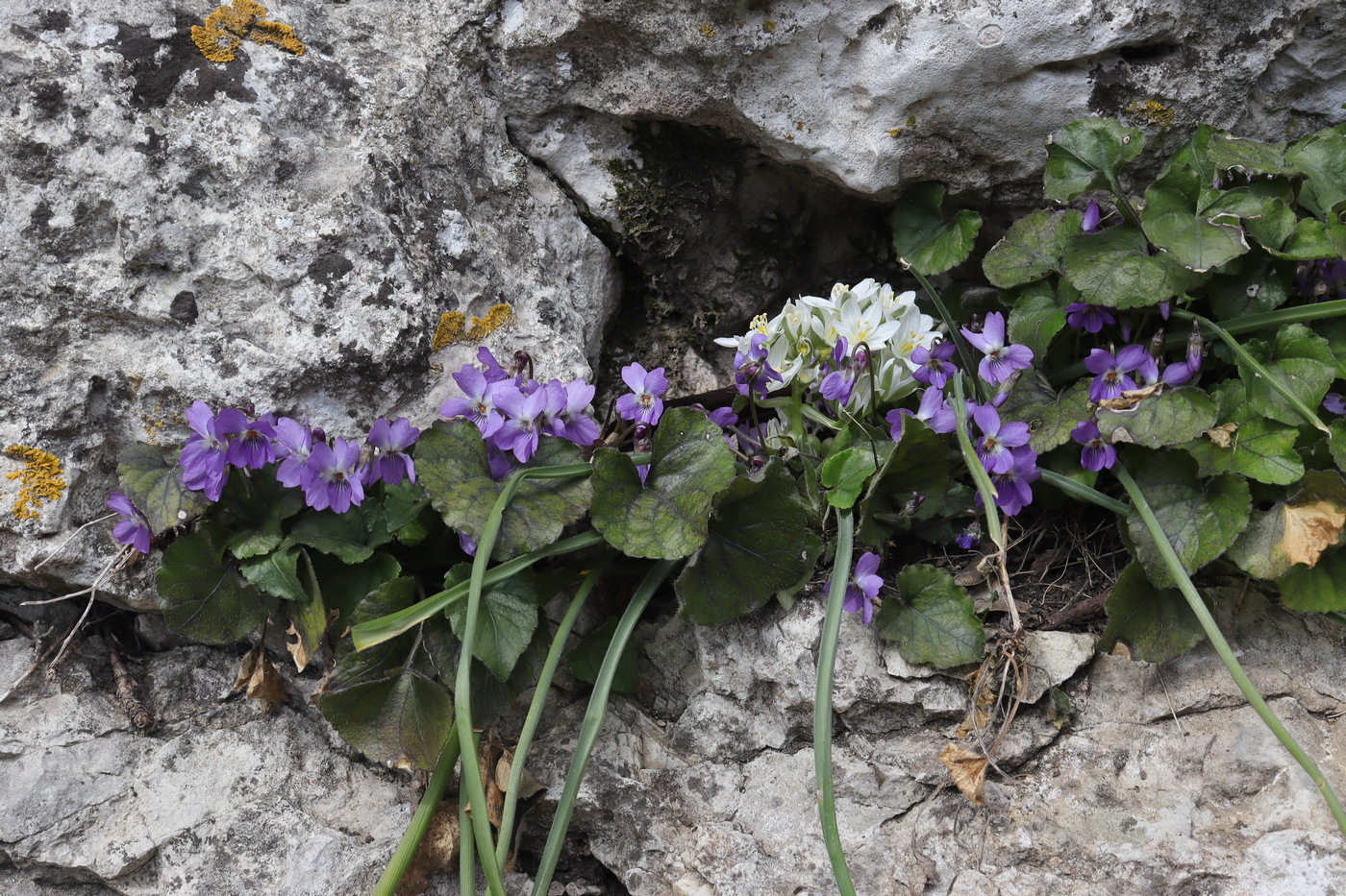 Изображение особи Viola dehnhardtii.