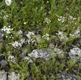 View full-size image Allium trifoliatum