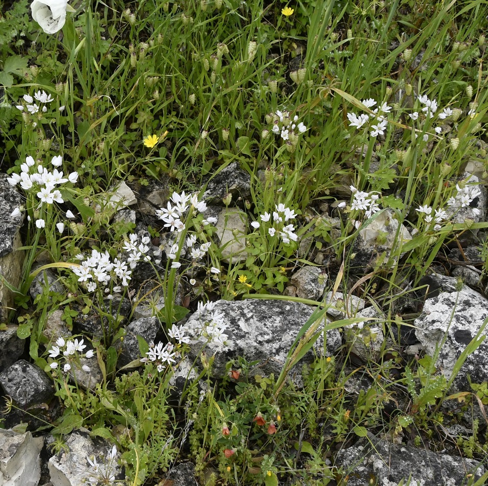 Image of Allium trifoliatum specimen.