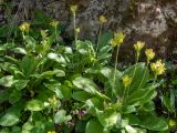Primula macrocalyx. Отцветающие растения. Крым, Кировский р-н, Агармышский лес, влажный тенистый склон с сочащейся из грунта водой, возле грунтовой дороги. 03.05.2025.