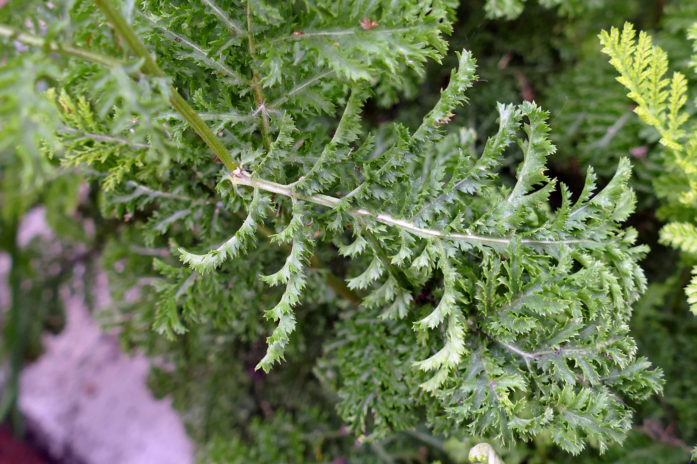Image of Tanacetum vulgare var. crispum specimen.