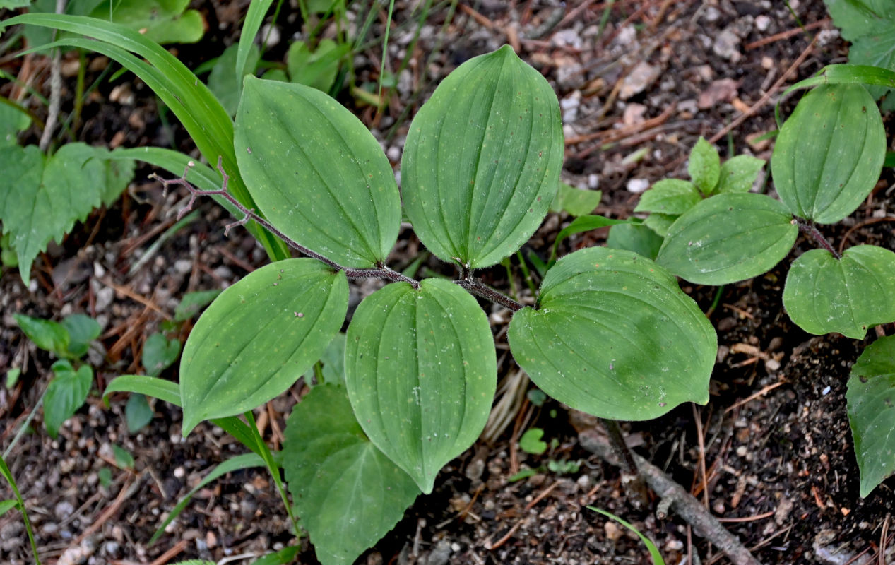 Image of Smilacina hirta specimen.