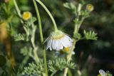 род Anthemis