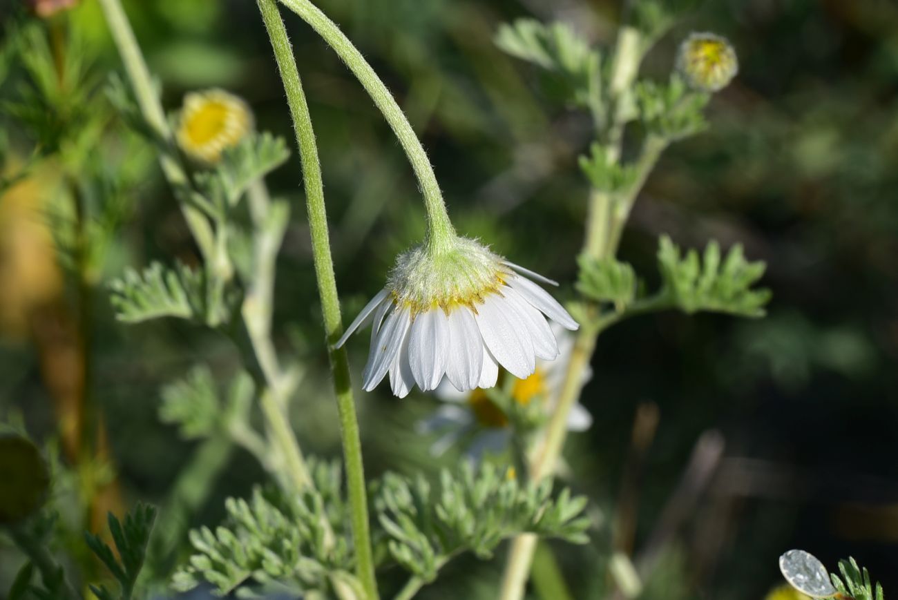 Изображение особи род Anthemis.