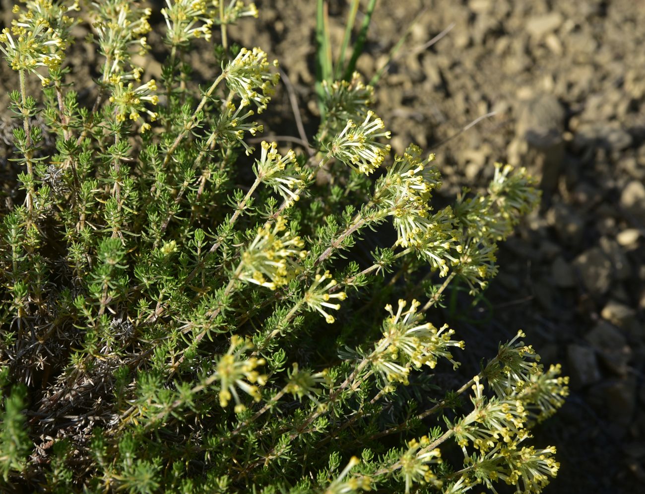 Image of Unknown species specimen.