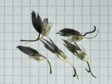 Allium schoenoprasum. Зрелые вскрывшиеся плоды, окружённые засохшими околоцветниками (сторона клетки - 5 мм). Санкт-Петербург, Кировский р-н, цветник на бульваре. 25.07.2026.