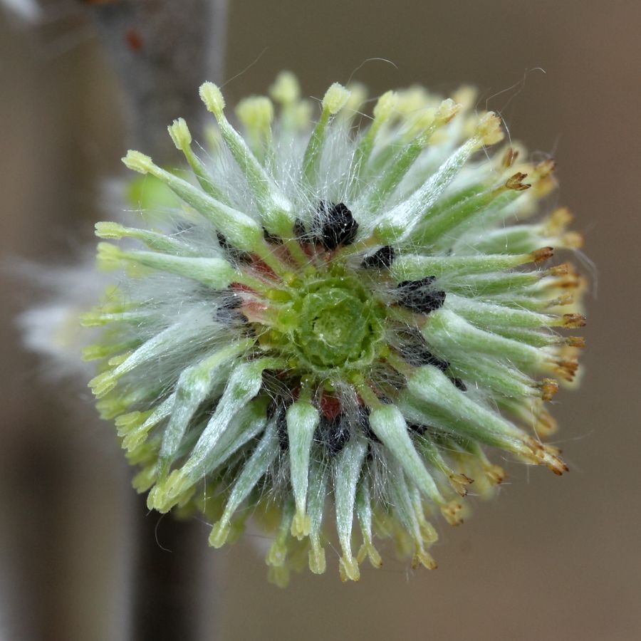 Image of Salix cinerea specimen.