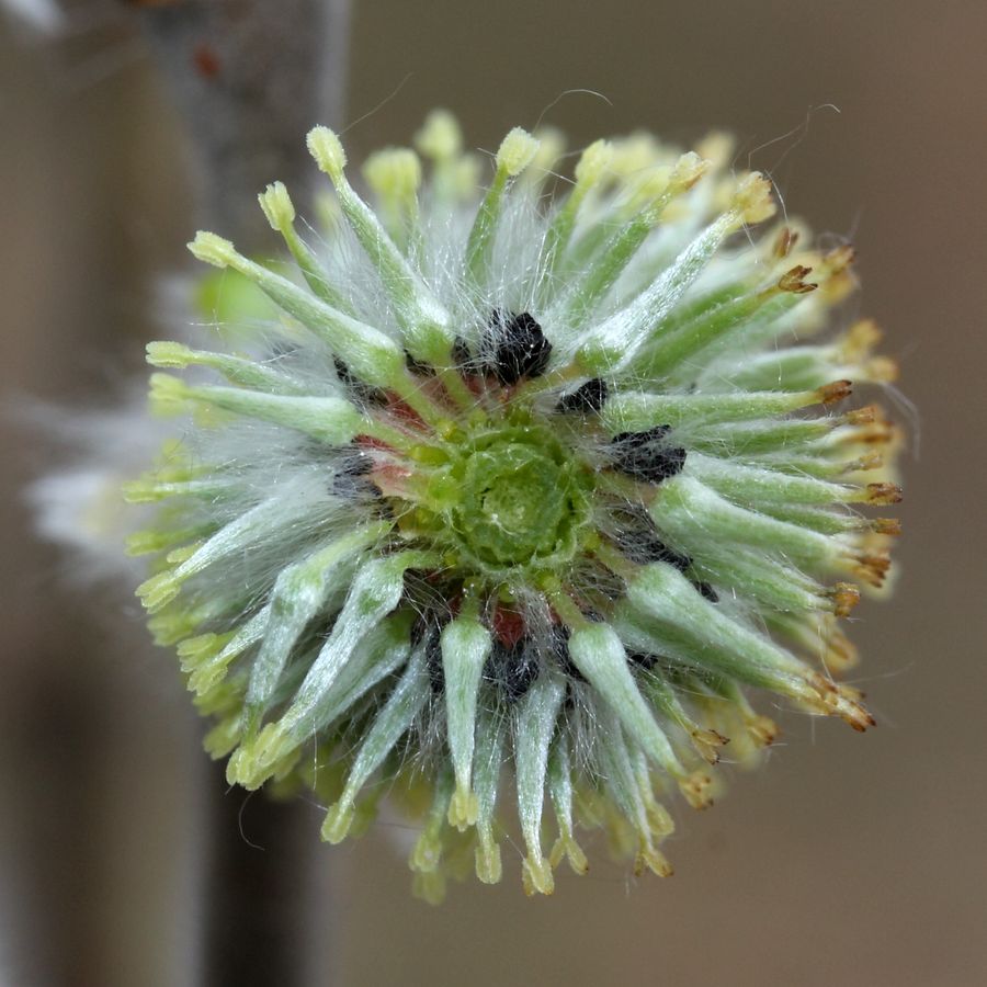 Изображение особи Salix cinerea.