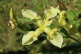 Iris pseudacorus. Аномальный 8-членный цветок. Ленинградская обл., Кировский р-н, пос. Дачное, дачный участок. 19.06.2026.