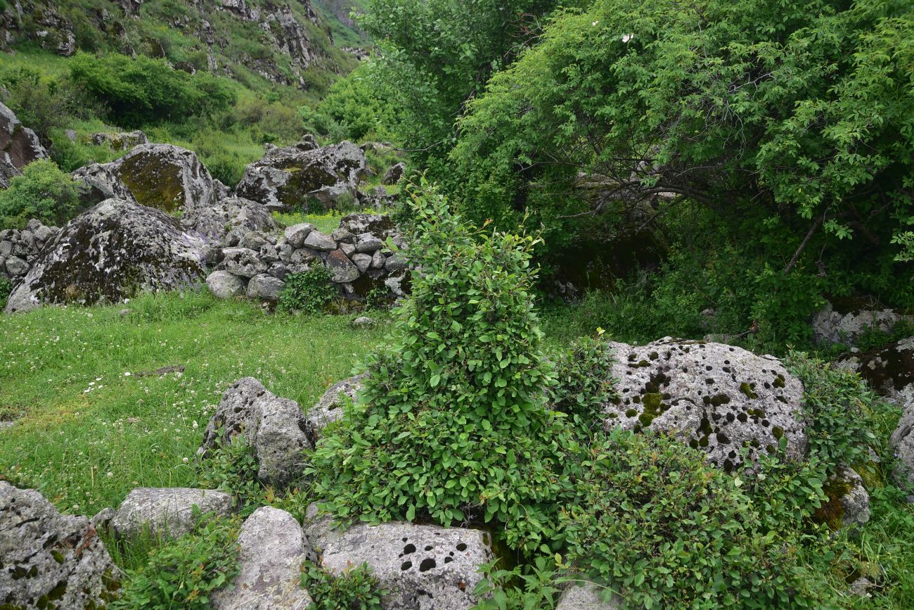 Image of Prunus cerasifera specimen.