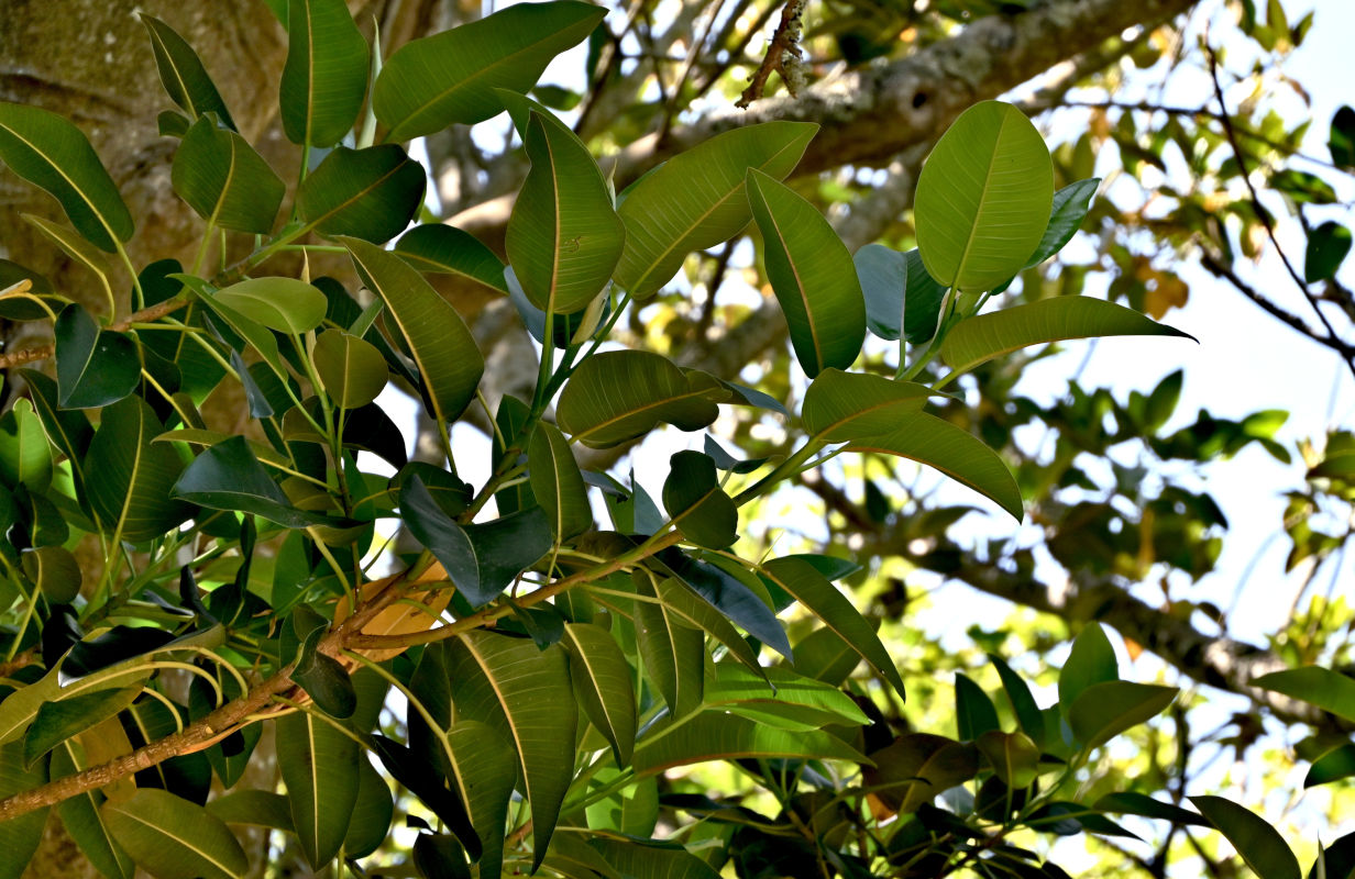 Image of Ficus elastica specimen.